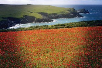 It’s A Great Time To Go Wild in Cornwall!