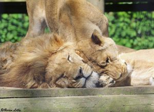 lions at Newquay Zoo 