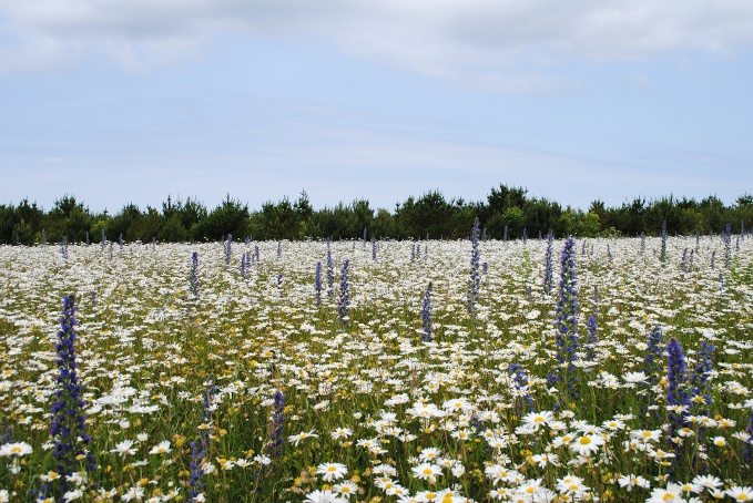 Wild flower meadow 