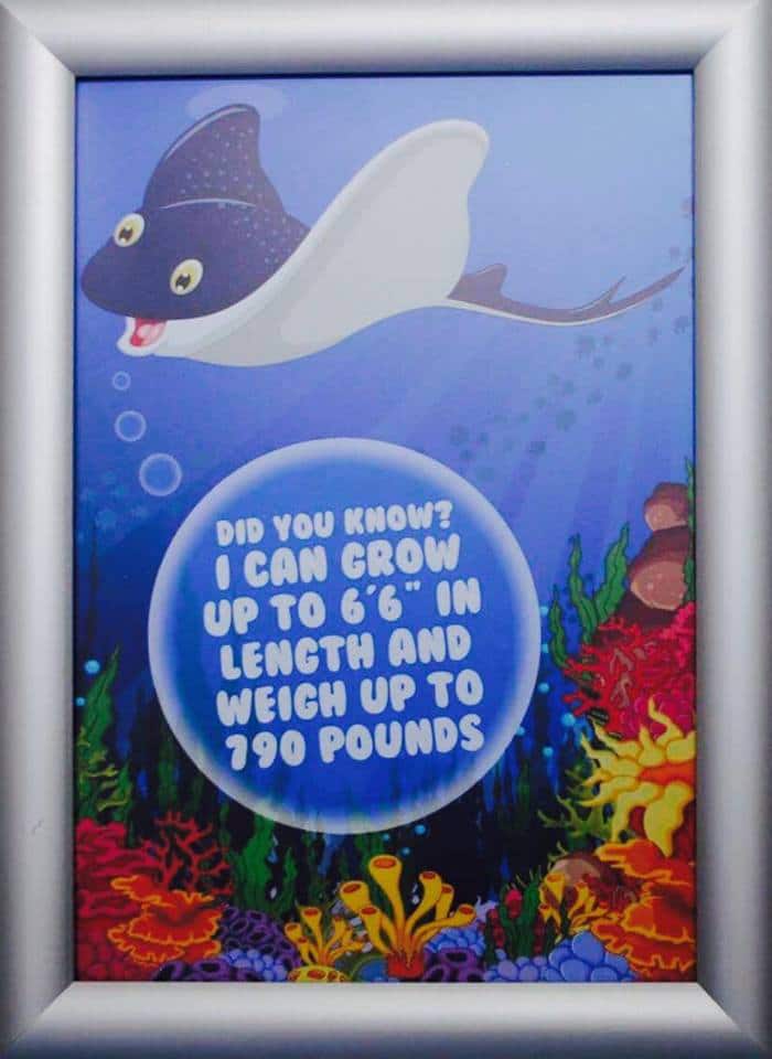 under the sea fact 