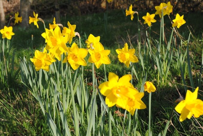 Daffodils 