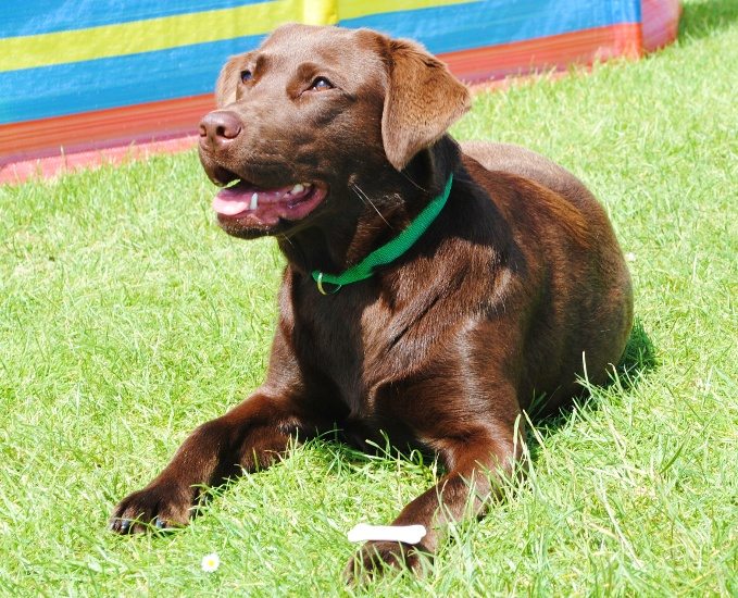 Dog lying down in front of windbreak