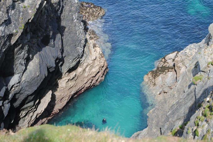 A seal in the blue water 