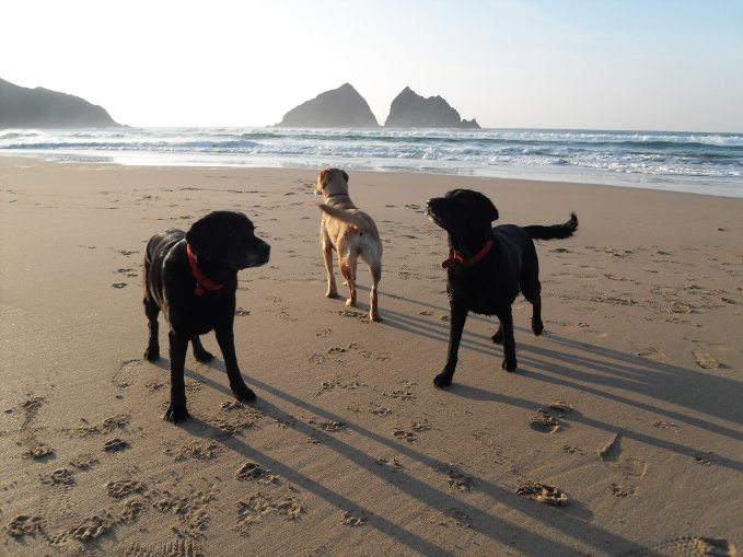 Three dogs on the beach 