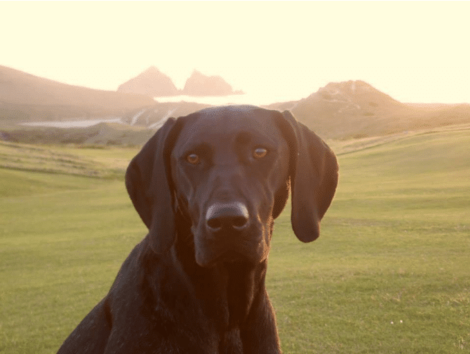 dog with gull rocks background