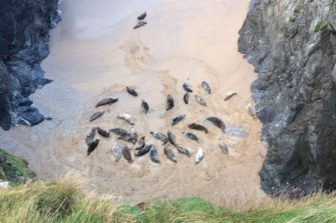 Cornish Wildlife On Our Doorstep