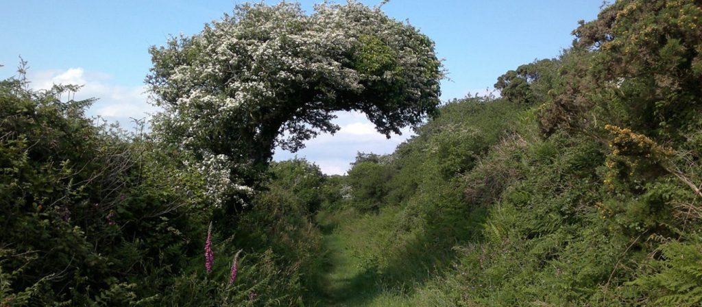 countryside walking path in the summer