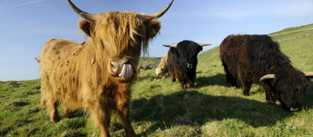 highland cows in the field