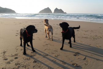 Pet Friendly Holidays in Cornwall