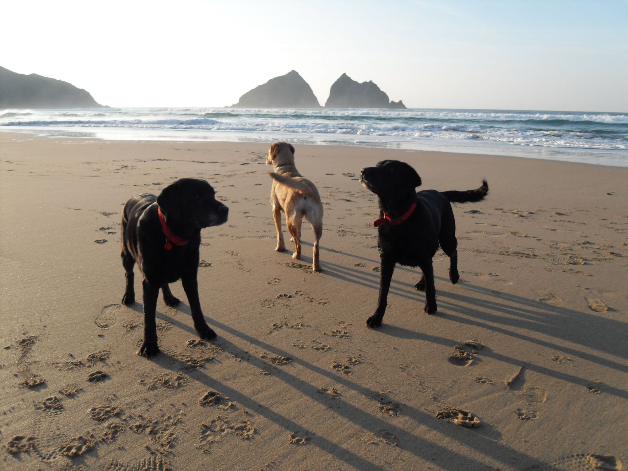 Pet Friendly Holidays In Cornwall Trevornick Holiday Park