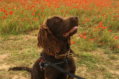 Dog in the Poppy fields in Cornwall