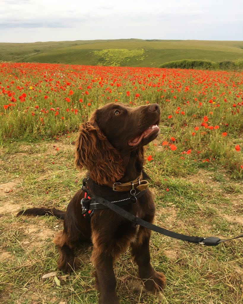 Dog in the Poppy fields in Cornwall