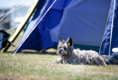 Dog friendly camping Trevornick