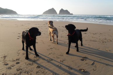 Dogs Go Free in Our Lodges – Limited Time Only