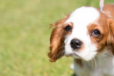 Dogs Go Free this Easter!