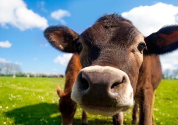 Roskilly's Farm close up of a cows face