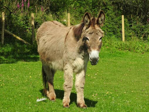 The Flicka Foundation Donkey Sanctuary. Photo of a donkey in a field. 
