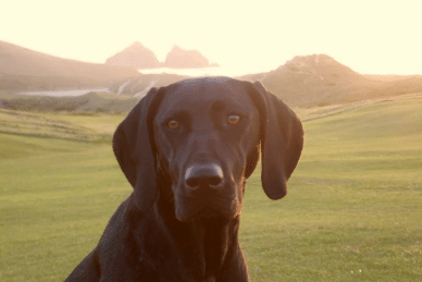 Cool dog walks around Cornwall