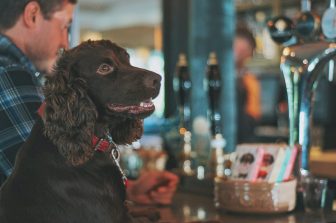 The Best Dog Friendly Restaurants & Pubs near Holywell Bay in Cornwall