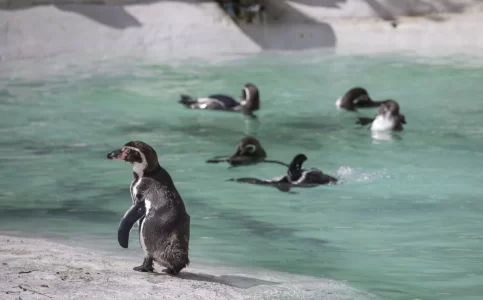 Newquay Zoo