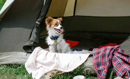 Hundefreundlichkeit