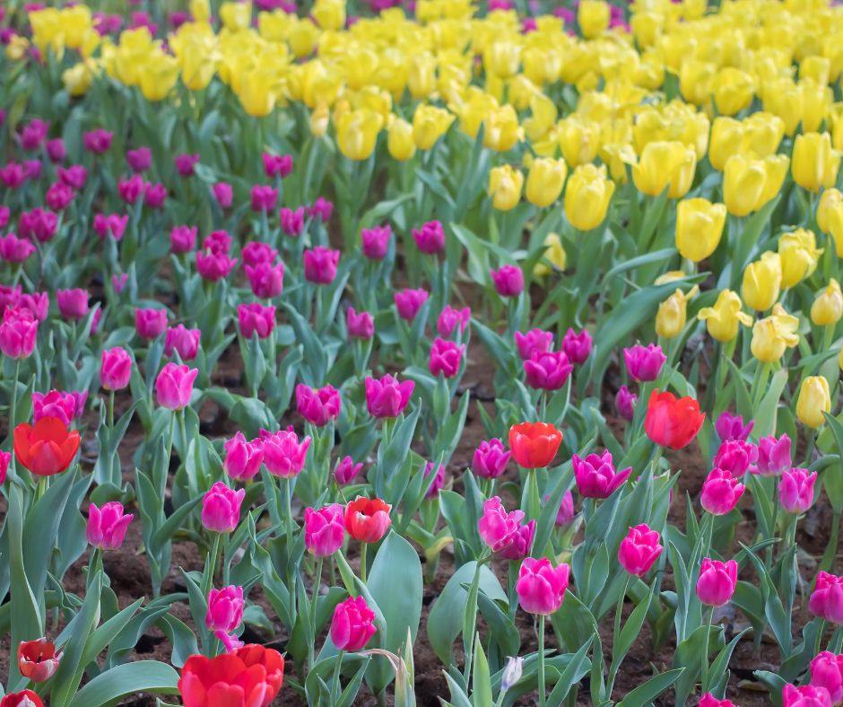 Field of tulips