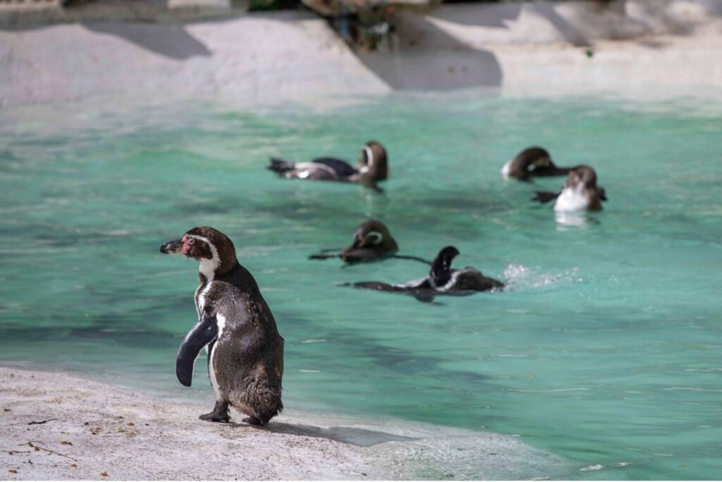 Penguins at Newquay Zoo