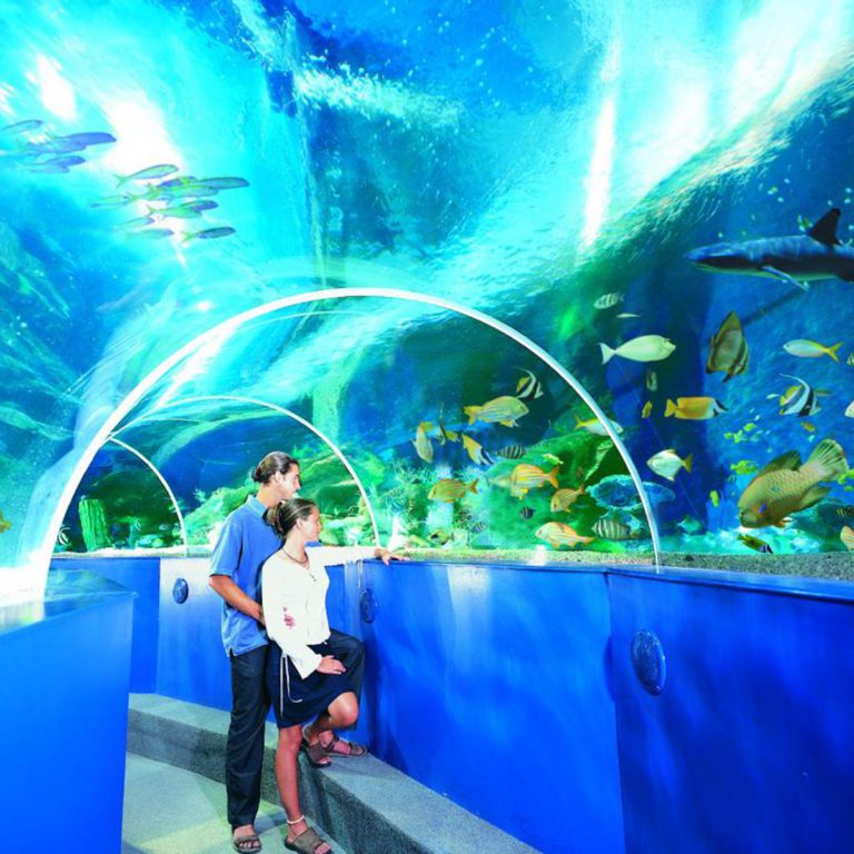 Immersive aquarium tunnel in the Blue Reef Aquarium in Newquay Cornwall
