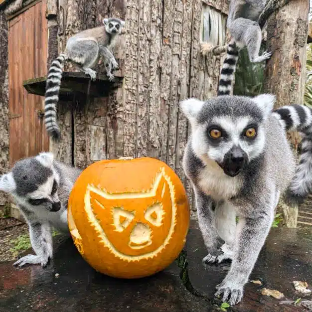 Ring-tailed lemurs with a halloween pumpkin at Newquay Zoo, Cornwall